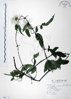 藏品(森氏鐵線蓮)的圖片