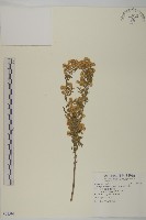 藏品(野茼蒿)的圖片