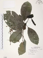 藏品(山香圓)的圖片