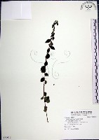 藏品(水雞油)的圖片