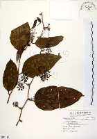 藏品(糙莖菝契、疣枝菝契)的圖片