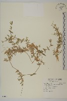 藏品(疏花繁縷)的圖片