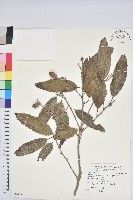 藏品(狹葉櫟)的圖片