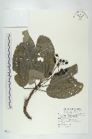 藏品(薄葉虎皮楠)的圖片