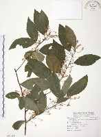 藏品(台灣山桂花)的圖片