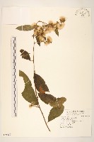 藏品(過山龍)的圖片