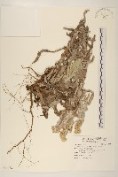 藏品(紅面番)的圖片