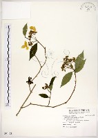 藏品(華八仙)的圖片