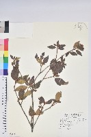 藏品(棲蘭山杜鵑)的圖片