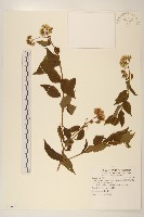 藏品(小舌菊、蔓綿菜)的圖片