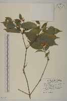 藏品(大丁黃)的圖片