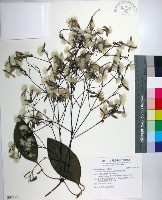 藏品(厚葉鐵線蓮)的圖片