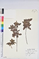 藏品(金毛杜鵑)的圖片