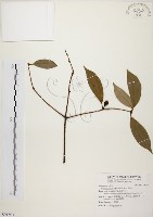 藏品(五掌楠)的圖片