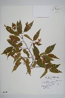 藏品(阿里山千金榆)的圖片