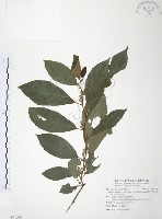 藏品(台灣山桂花)的圖片