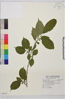 藏品(中原氏鼠李)的圖片