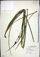 藏品(麥門冬)的圖片