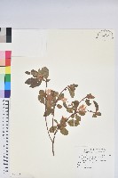 藏品(埔里杜鵑)的圖片