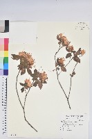 藏品(馬銀花)的圖片