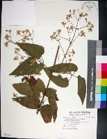 藏品(麥氏鐵線蓮)的圖片