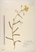 藏品(絲綿草)的圖片