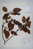 藏品(臺灣赤楊、臺灣榿木)的圖片