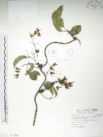 藏品(石月、橢圓葉石月)的圖片