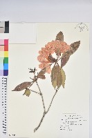 藏品(西施花)的圖片