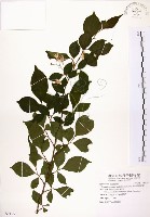 藏品(烏皮九芎、奮起湖野茉莉)的圖片