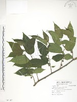藏品(小構樹)的圖片