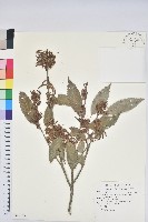 藏品(狹葉櫟)的圖片