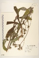 藏品(苦滇菜、苦菜)的圖片