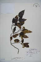 藏品(高山莢迷)的圖片