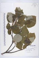 藏品(燈台樹)的圖片