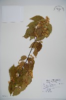 藏品(呂宋莢迷)的圖片