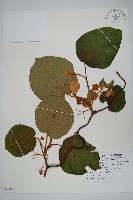 藏品(臺灣羊桃)的圖片