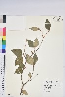 藏品(棲蘭山杜鵑)的圖片