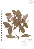 藏品(豬腳楠)的圖片