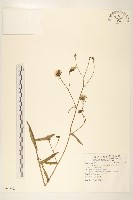 藏品(玉山毛蓮菜)的圖片