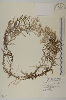 藏品(玉山抱莖籟簫)的圖片