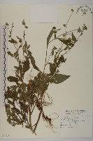 藏品(黃金珠)的圖片