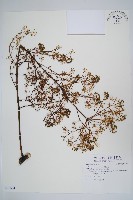 藏品(裡白蔥木)的圖片