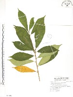 藏品(天仙果、臺灣榕)的圖片