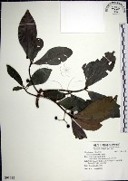 藏品(樹杞)的圖片