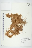 藏品(菟絲子)的圖片