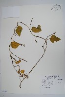 藏品(落葵)的圖片