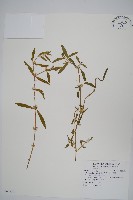 藏品(蓮子草)的圖片