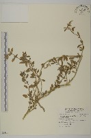 藏品(變葉藜、毛綠珠藜)的圖片