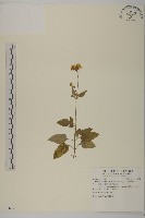 藏品(大花咸豐草)的圖片